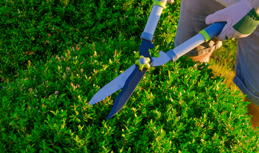 BUSH TRIMMING